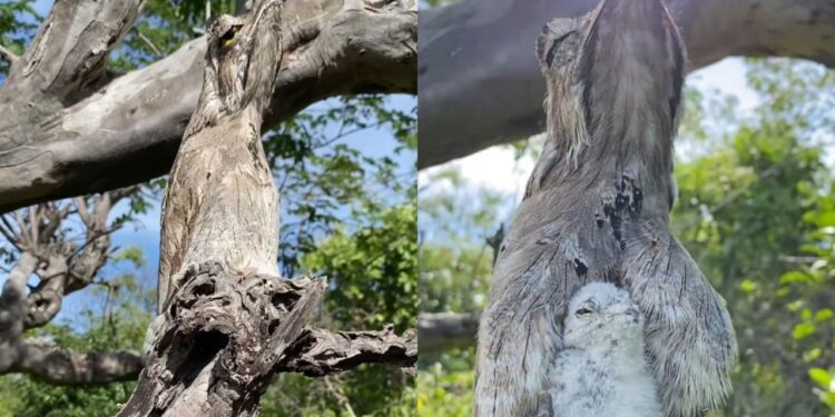 Morador ouve canto estranho no sertão e descobre ave que parece invisível