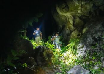 Cientistas encontram serpente em cavernas do Camboja que “enxerga” o calor das presas no escuro