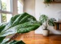 Como eliminar teias minúsculas nas plantas de interior em menos de um minuto: truque caseiro eficaz usando água gelada borrifada