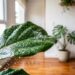 Como eliminar teias minúsculas nas plantas de interior em menos de um minuto: truque caseiro eficaz usando água gelada borrifada