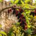 A frutinha escura que manchava as mãos na infância e pode ser cultivada em cercas vivas atraindo dezenas de passarinhos para o seu jardim o ano todo
