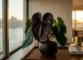 A flor exótica e escura que não precisa ser plantada em vasos grandes e tem impressionado colecionadores pelo seu visual luxuoso