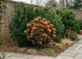 O arbusto de folhas manchadas que virou o favorito de corredores de vento porque resiste a correntes de ar frio e mantém o jardim colorido no inverno