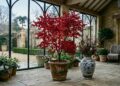 A árvore de folhas vermelhas que virou a favorita de jardins de inverno porque traz o clima europeu sem precisar de raízes profundas