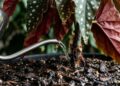 Para a planta de bolinhas brancas durar anos: o macete não é molhar as folhas, mas regar apenas a terra para não apodrecer