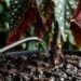 Para a planta de bolinhas brancas durar anos: o macete não é molhar as folhas, mas regar apenas a terra para não apodrecer