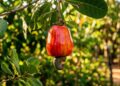 A fruta suculenta do nordeste que marcou a infância dos nossos pais e pode ser cultivada no chão em regiões mais quentes