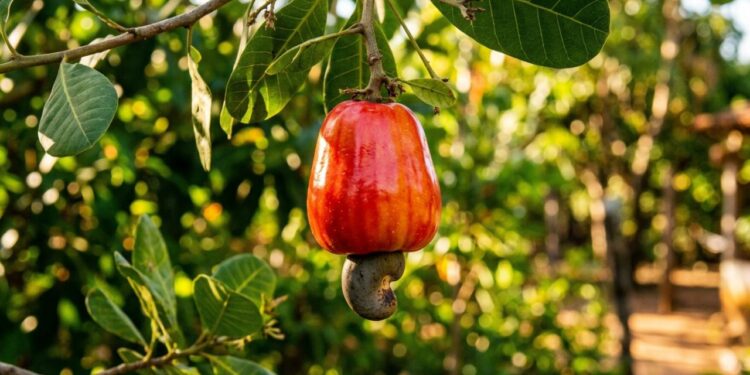 A fruta suculenta do nordeste que marcou a infância dos nossos pais e pode ser cultivada no chão em regiões mais quentes