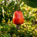 A fruta suculenta do nordeste que marcou a infância dos nossos pais e pode ser cultivada no chão em regiões mais quentes