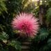 A arvoreta felpuda que virou a favorita de jardins tropicais porque não perde as folhas no inverno e atrai borboletas diariamente