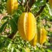 A fruta em formato de estrela que marcou a lancheira da infância e pode ser cultivada no quintal para consumo fresco