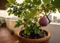 A fruta bíblica dos doces em calda que marcou a infância dos nossos avós e pode ser facilmente cultivada por estaquia na varanda