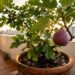 A fruta bíblica dos doces em calda que marcou a infância dos nossos avós e pode ser facilmente cultivada por estaquia na varanda