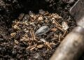 O girassol cresce como fermento: ao plantá-lo no buraco, adicione uma colher de sopa de cascas de amendoim trituradas no fundo