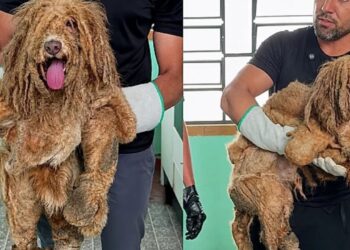 Dois anos sem banho: o resgate do cão que carregava 1,5 kg de pelos embolados”