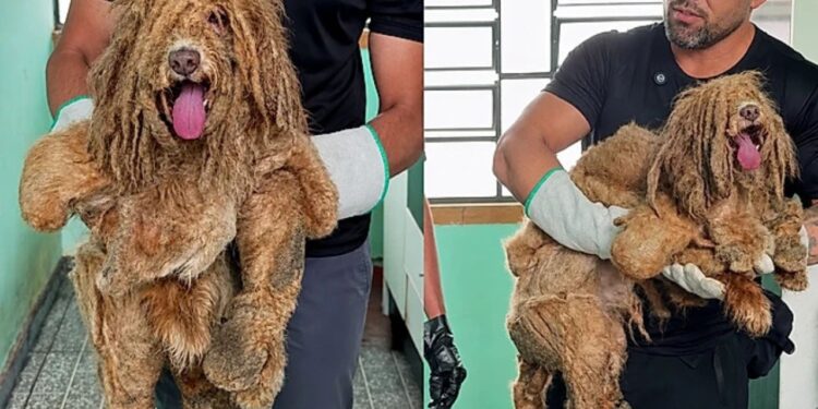 Dois anos sem banho: o resgate do cão que carregava 1,5 kg de pelos embolados”