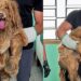 Dois anos sem banho: o resgate do cão que carregava 1,5 kg de pelos embolados”