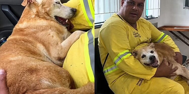 "Não podia deixar ele morrer": o resgate que salvou um cão da calçada