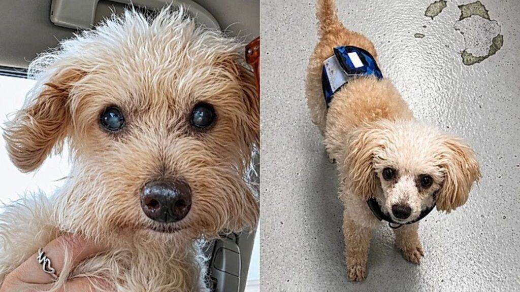 De sósia a melhor amigo: como o pequeno Tiny deu nova vida ao luto de Liv”