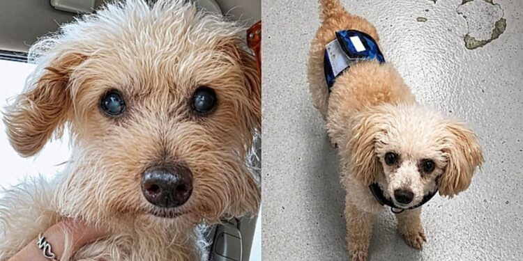 De sósia a melhor amigo: como o pequeno Tiny deu nova vida ao luto de Liv”