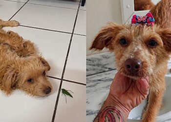 "Abandonada pela família, cadela Mel aguarda há 8 meses por um novo recomeço"