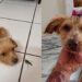 "Abandonada pela família, cadela Mel aguarda há 8 meses por um novo recomeço"