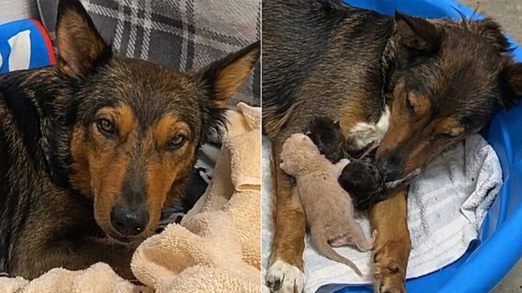 Após perder ninhada prematura, cadela supera o luto ao adotar gatinhos em abrigo