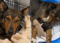 Após perder ninhada prematura, cadela supera o luto ao adotar gatinhos em abrigo