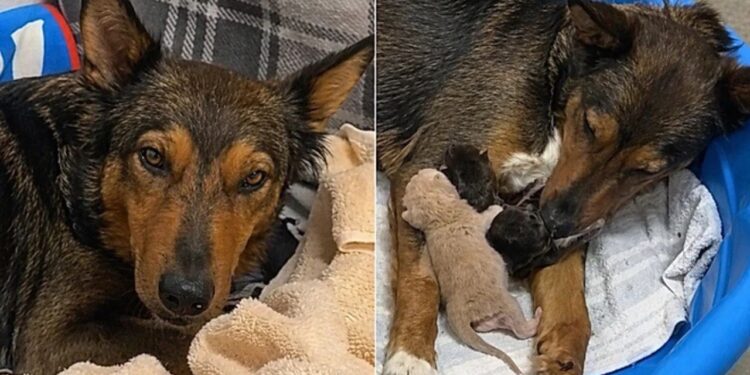 Após perder ninhada prematura, cadela supera o luto ao adotar gatinhos em abrigo