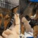 Após perder ninhada prematura, cadela supera o luto ao adotar gatinhos em abrigo