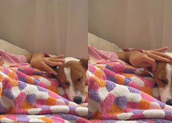 "Cadelinha Sky vira suporte emocional para menina que faz 3 terapias por dia"