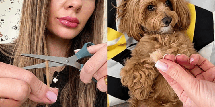 Arte feita com cabelo e pelo da cadela transforma lembrança em decoração afetiva