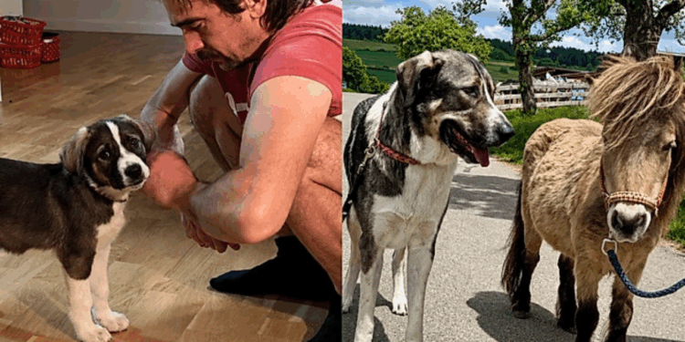 Era para ser um labrador, mas cachorro cresce tanto que é comparado a um pônei