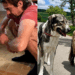 Era para ser um labrador, mas cachorro cresce tanto que é comparado a um pônei