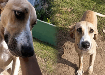 Rejeitada por ser “grande demais”, cadela vive espera de adoção comovente