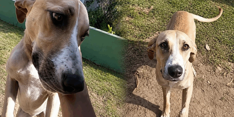 Rejeitada por ser “grande demais”, cadela vive espera de adoção comovente