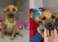 Casal em situação de rua toma decisão difícil para salvar cachorrinha doente