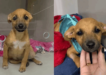 Casal em situação de rua toma decisão difícil para salvar cachorrinha doente