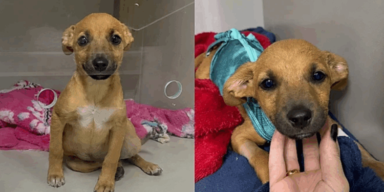 Casal em situação de rua toma decisão difícil para salvar cachorrinha doente
