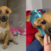 Casal em situação de rua toma decisão difícil para salvar cachorrinha doente