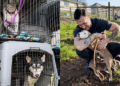 Mais de 20 cães ganham nova chance após resgate emocionante nos Estados Unidos