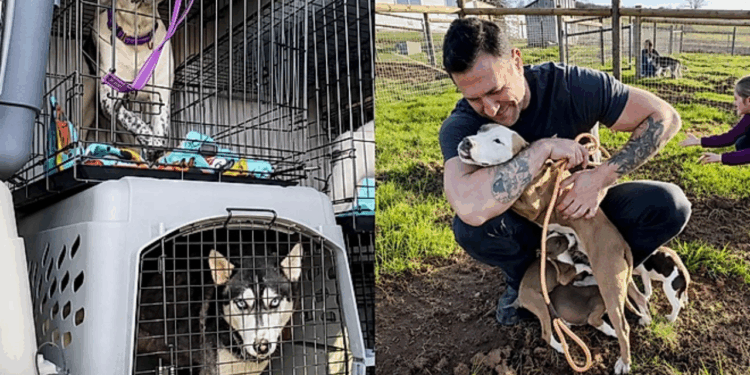 Mais de 20 cães ganham nova chance após resgate emocionante nos Estados Unidos