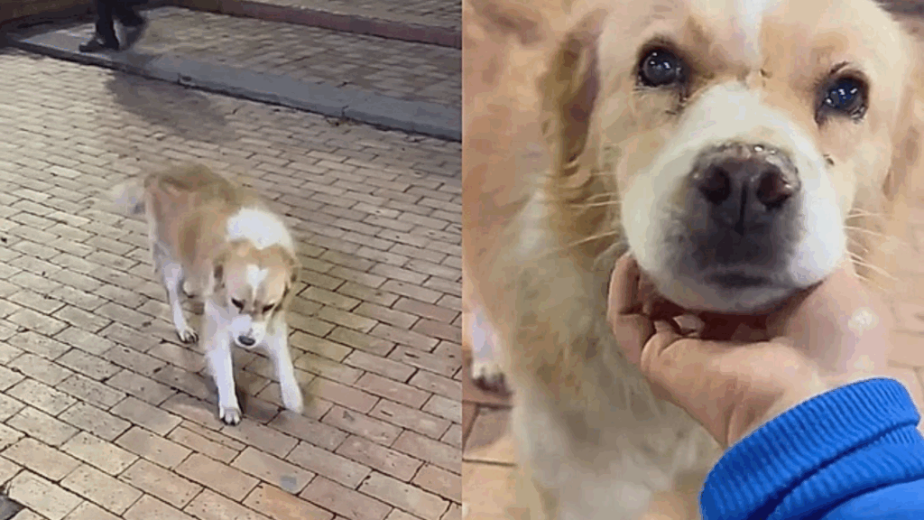 Cachorro abandonado reage de forma inesperada ao perceber que ganharia um lar