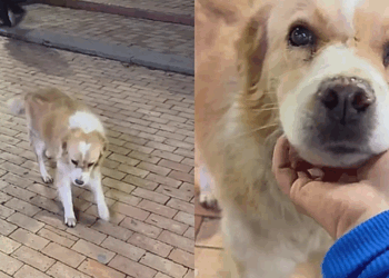 Cachorro abandonado reage de forma inesperada ao perceber que ganharia um lar