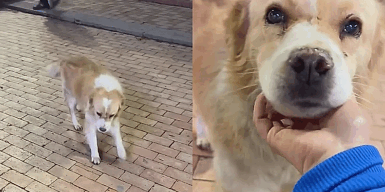Cachorro abandonado reage de forma inesperada ao perceber que ganharia um lar