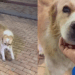 Cachorro abandonado reage de forma inesperada ao perceber que ganharia um lar