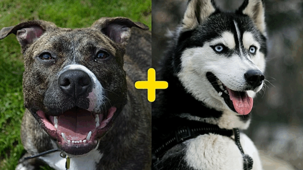 Mistura de pitbull com husky viraliza e aparência de cão impressiona milhões