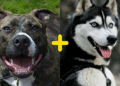 Mistura de pitbull com husky viraliza e aparência de cão impressiona milhões