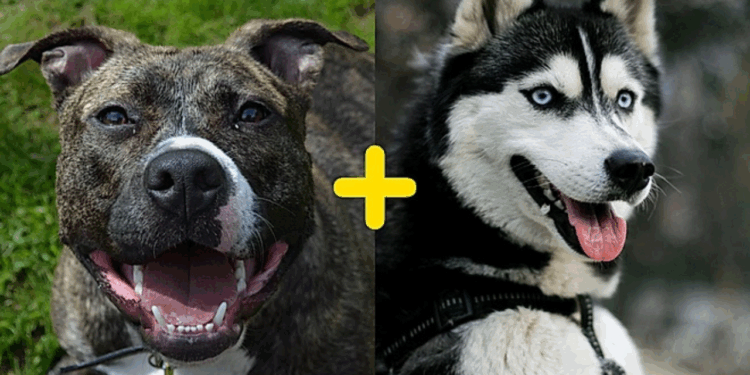 Mistura de pitbull com husky viraliza e aparência de cão impressiona milhões