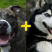 Mistura de pitbull com husky viraliza e aparência de cão impressiona milhões